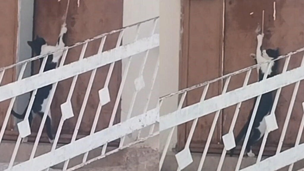 Elazığ’da akıllı kedi kapıyı ipe asılarak açtı: O anlar kamerada